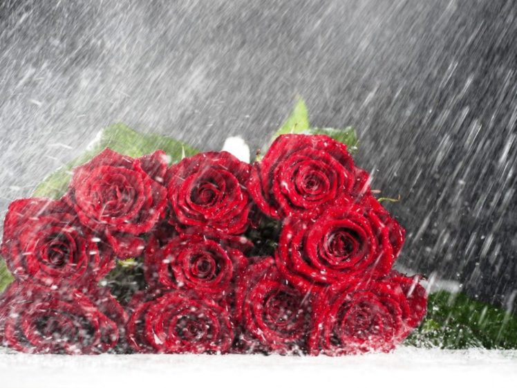 still, Life, Roses, Rain, Flowers, Bouquet HD Wallpaper Desktop Background