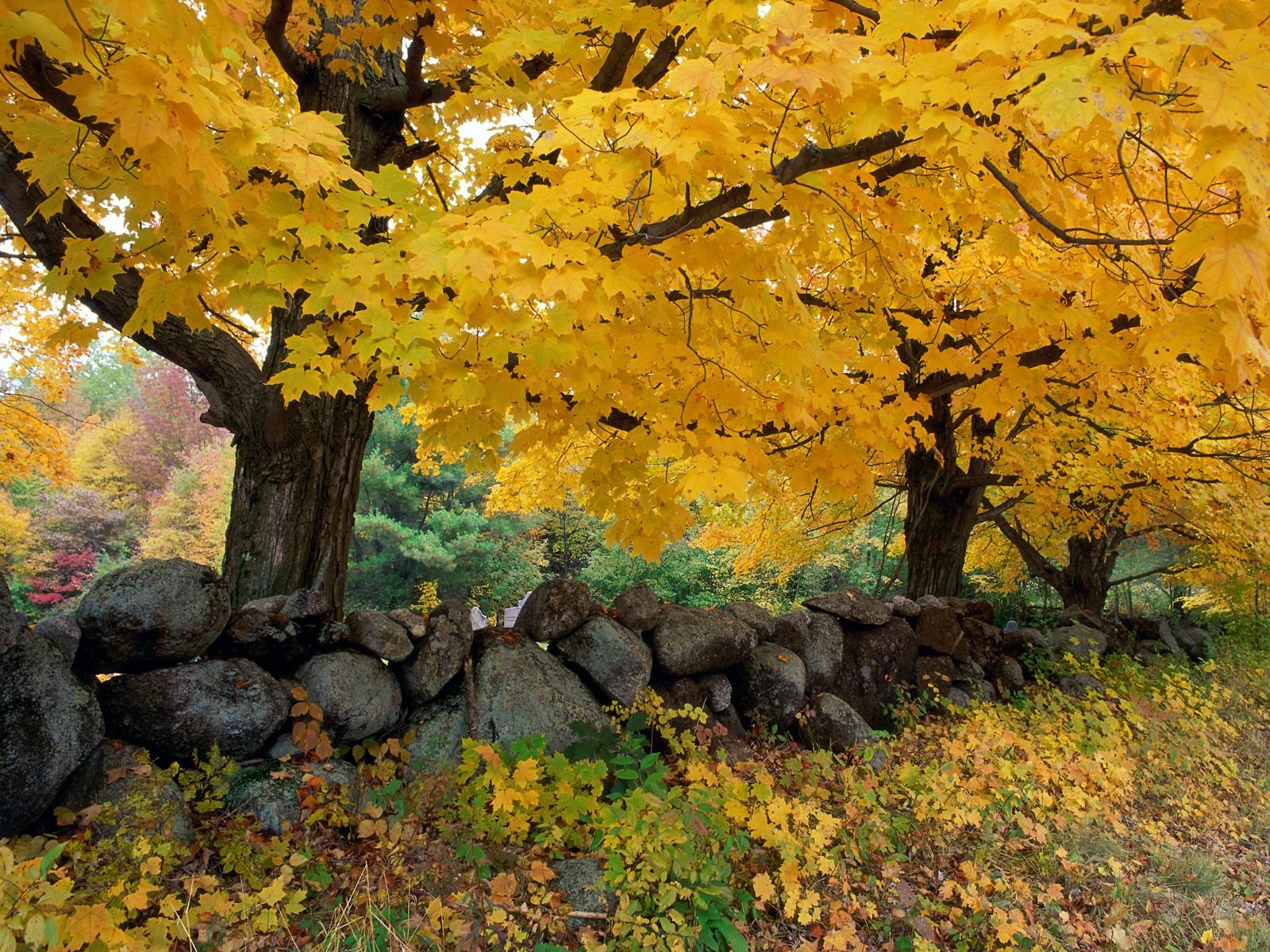 nature Wallpaper