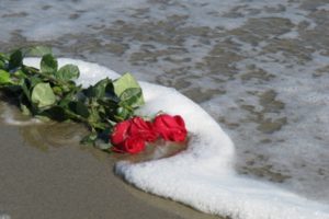roses, Ocean, Nature, Flower, Photo