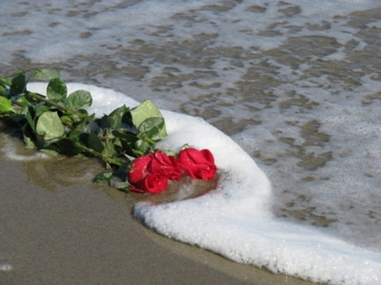 roses, Ocean, Nature, Flower, Photo HD Wallpaper Desktop Background