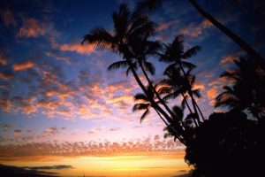 nature, Palms, Sunset, Sky