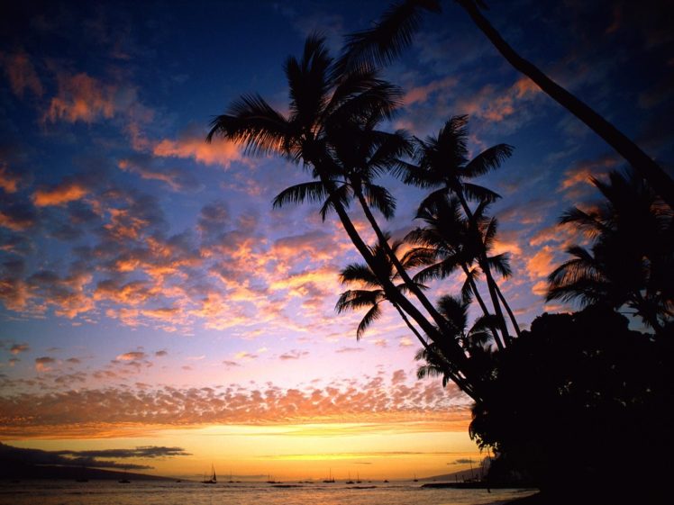 nature, Palms, Sunset, Sky HD Wallpaper Desktop Background