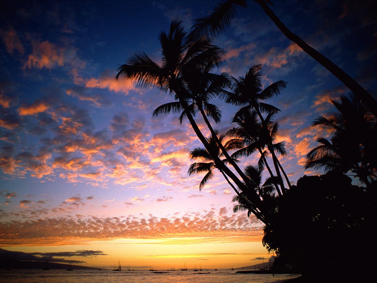 nature, Palms, Sunset, Sky Wallpaper