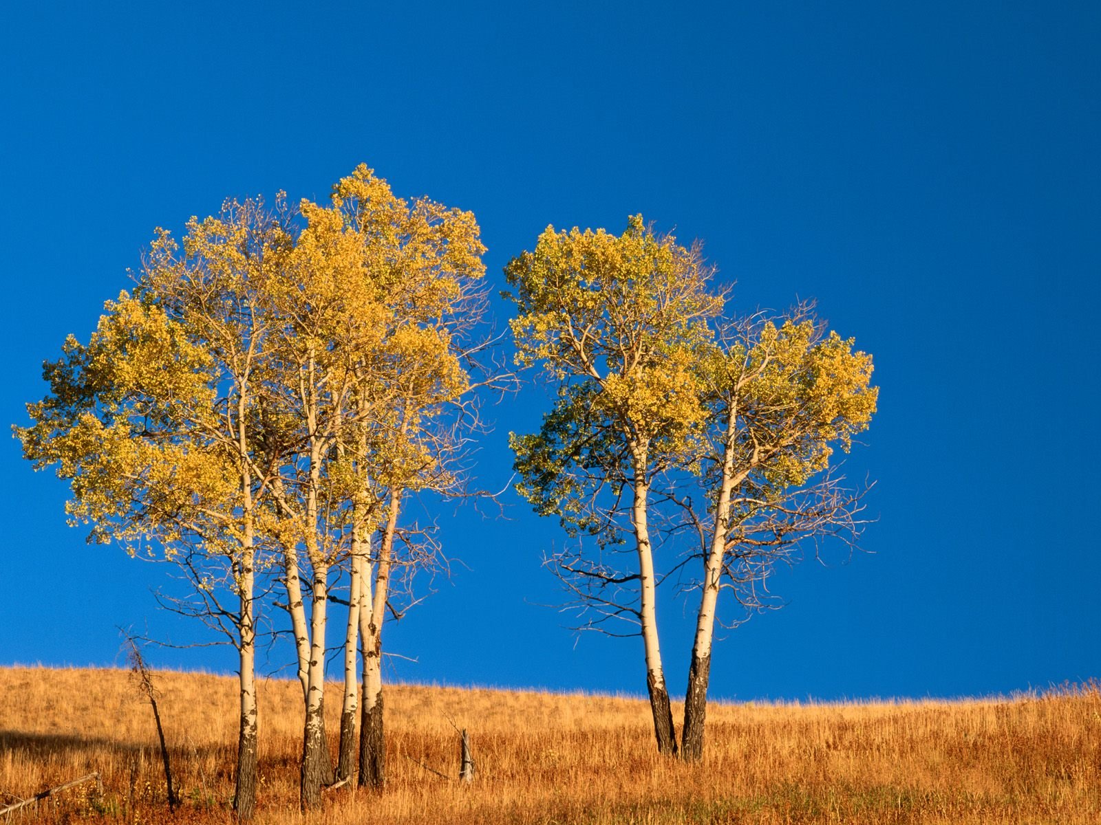 nature Wallpaper