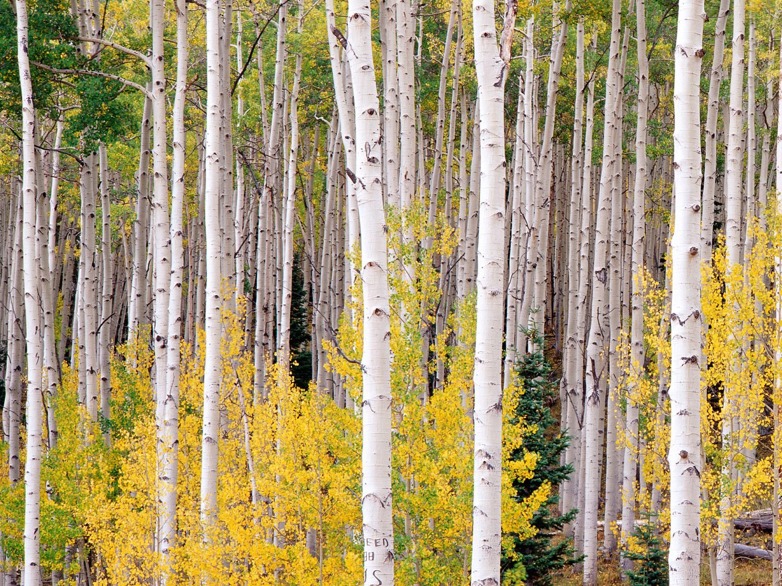 nature Wallpaper