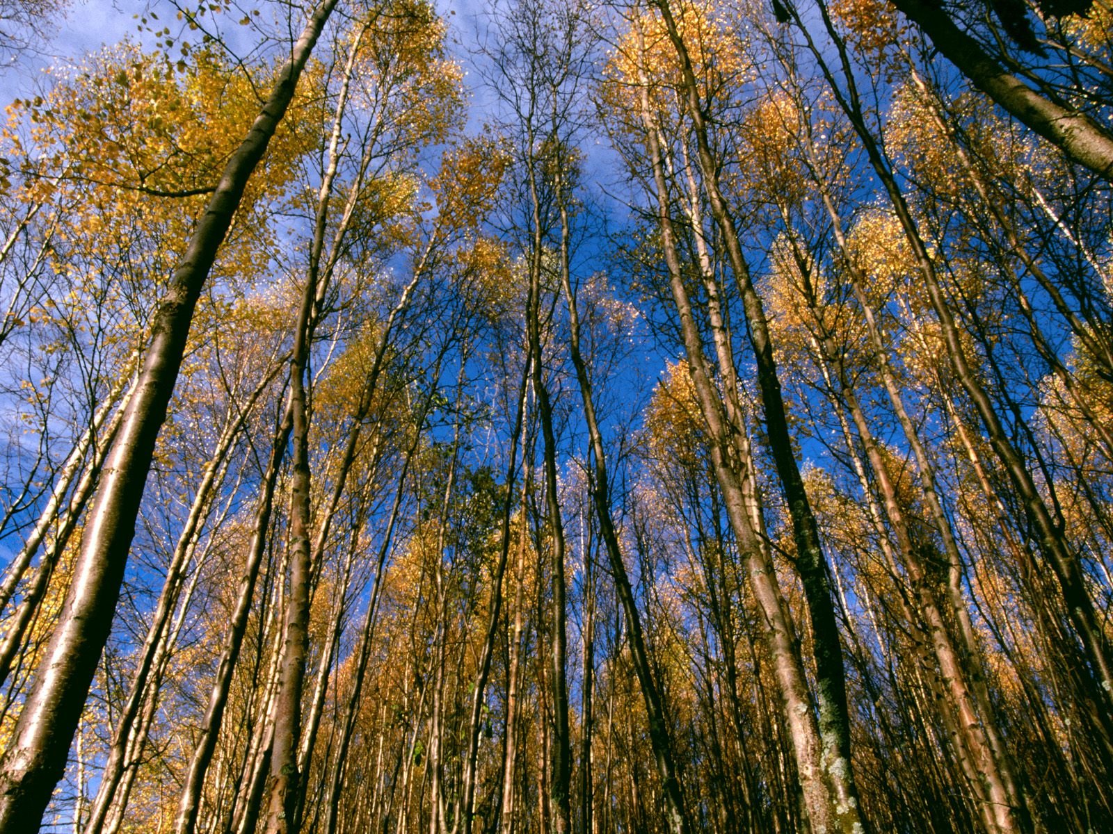nature Wallpaper