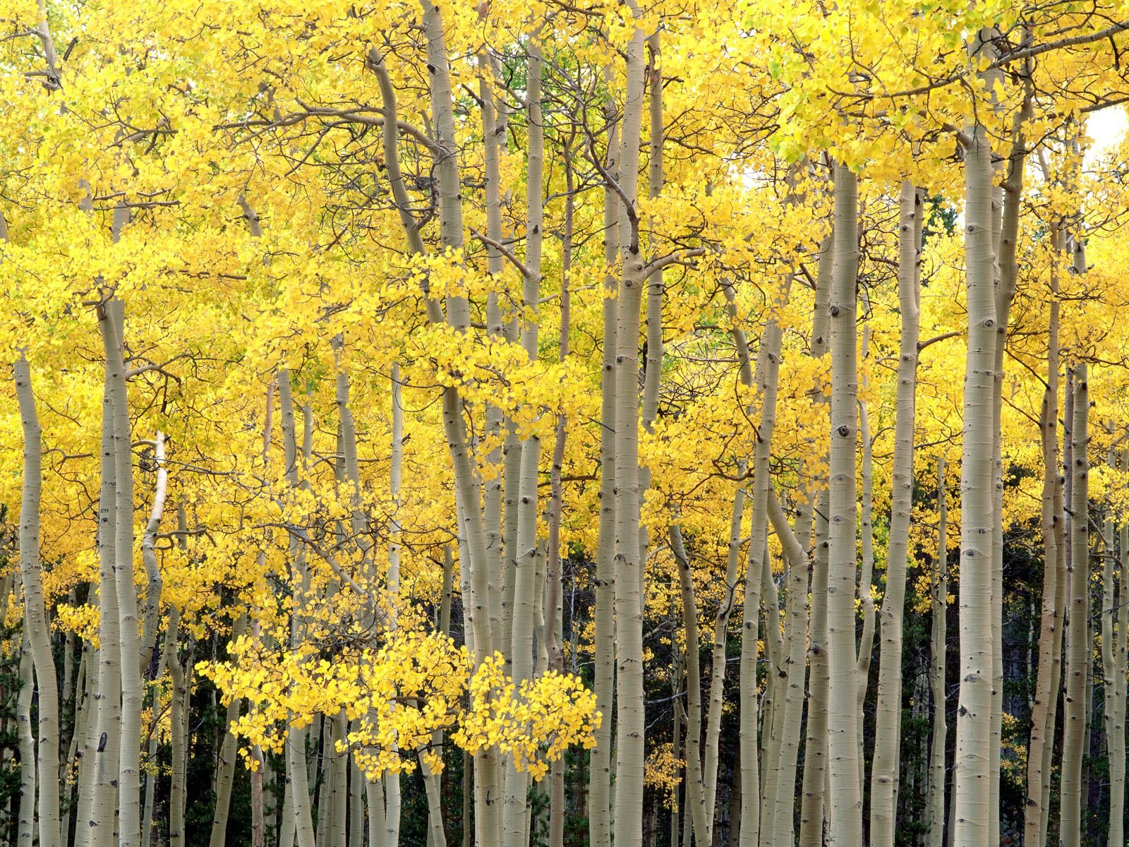 nature Wallpaper