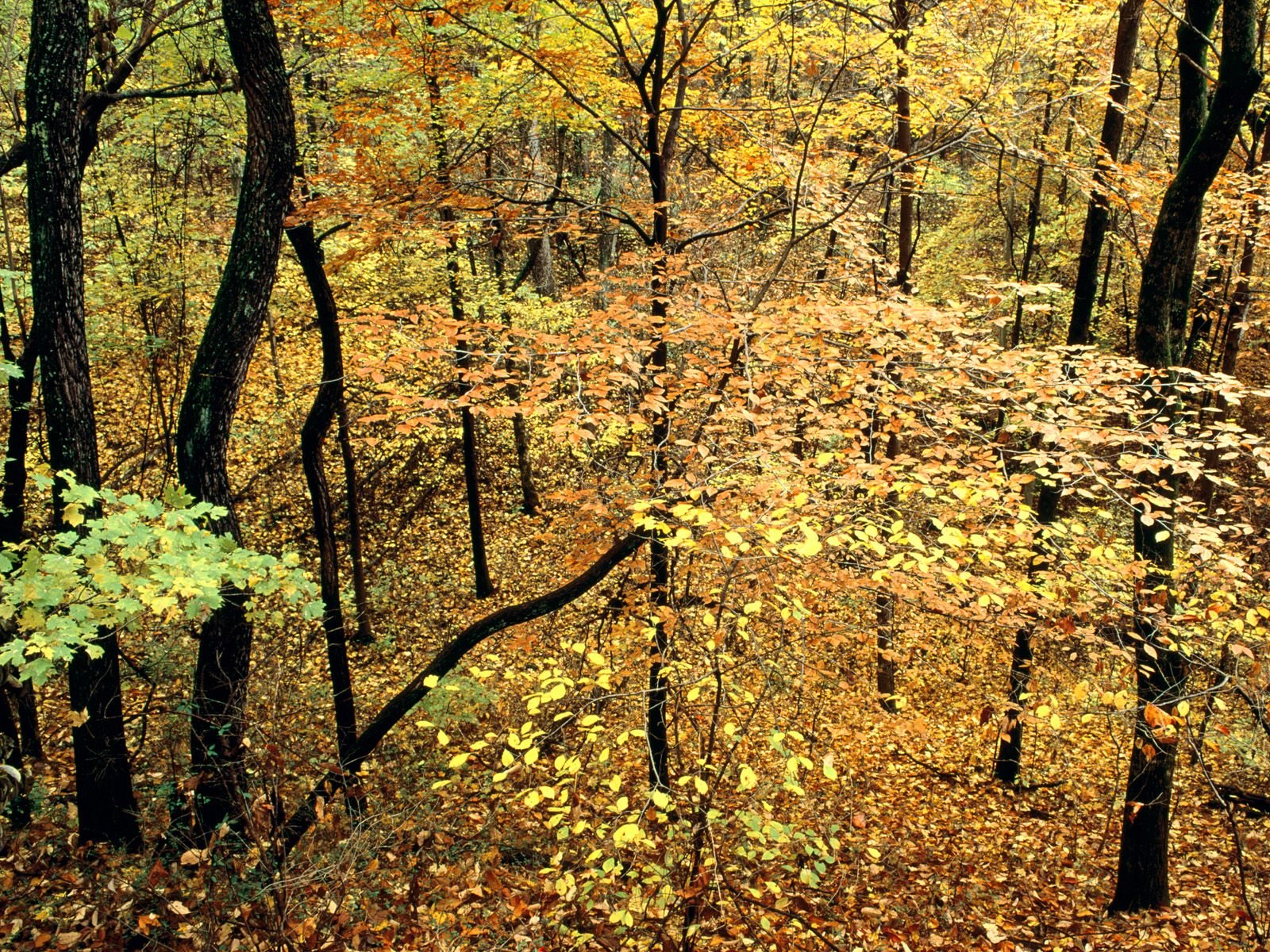 nature Wallpaper