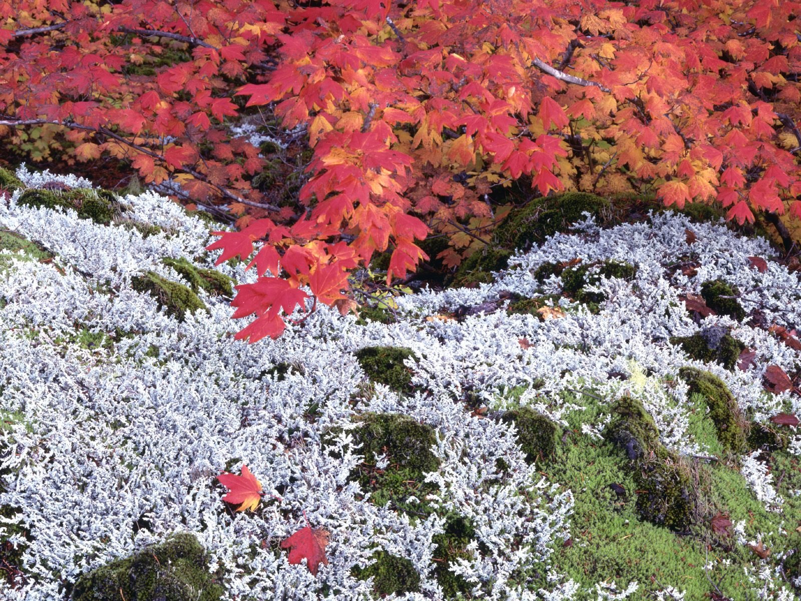 nature Wallpaper