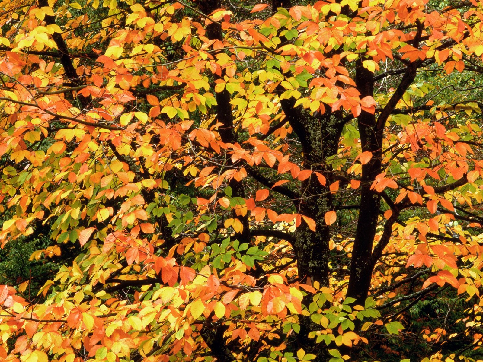 nature Wallpaper