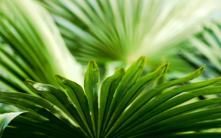 green, Plant, Leaves HD Wallpaper Desktop Background