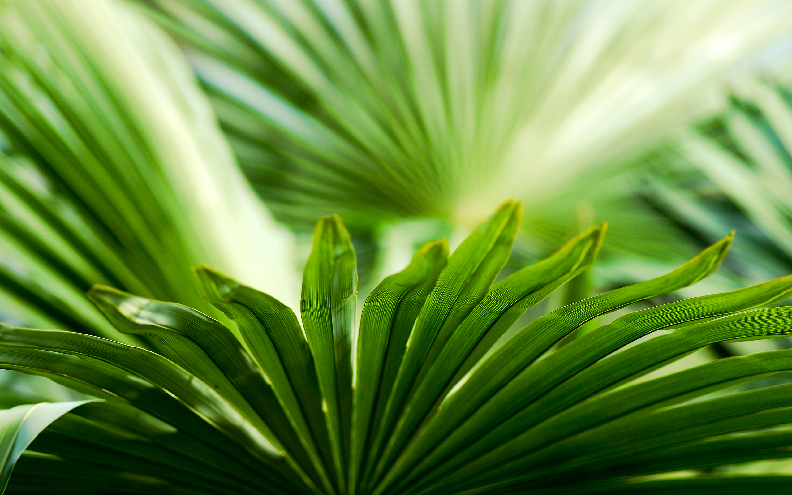 green, Plant, Leaves Wallpaper