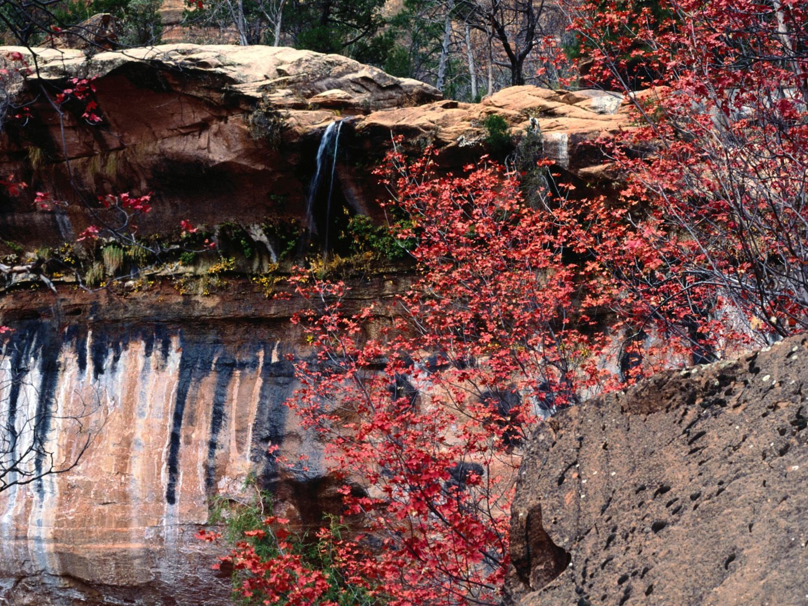 nature Wallpaper