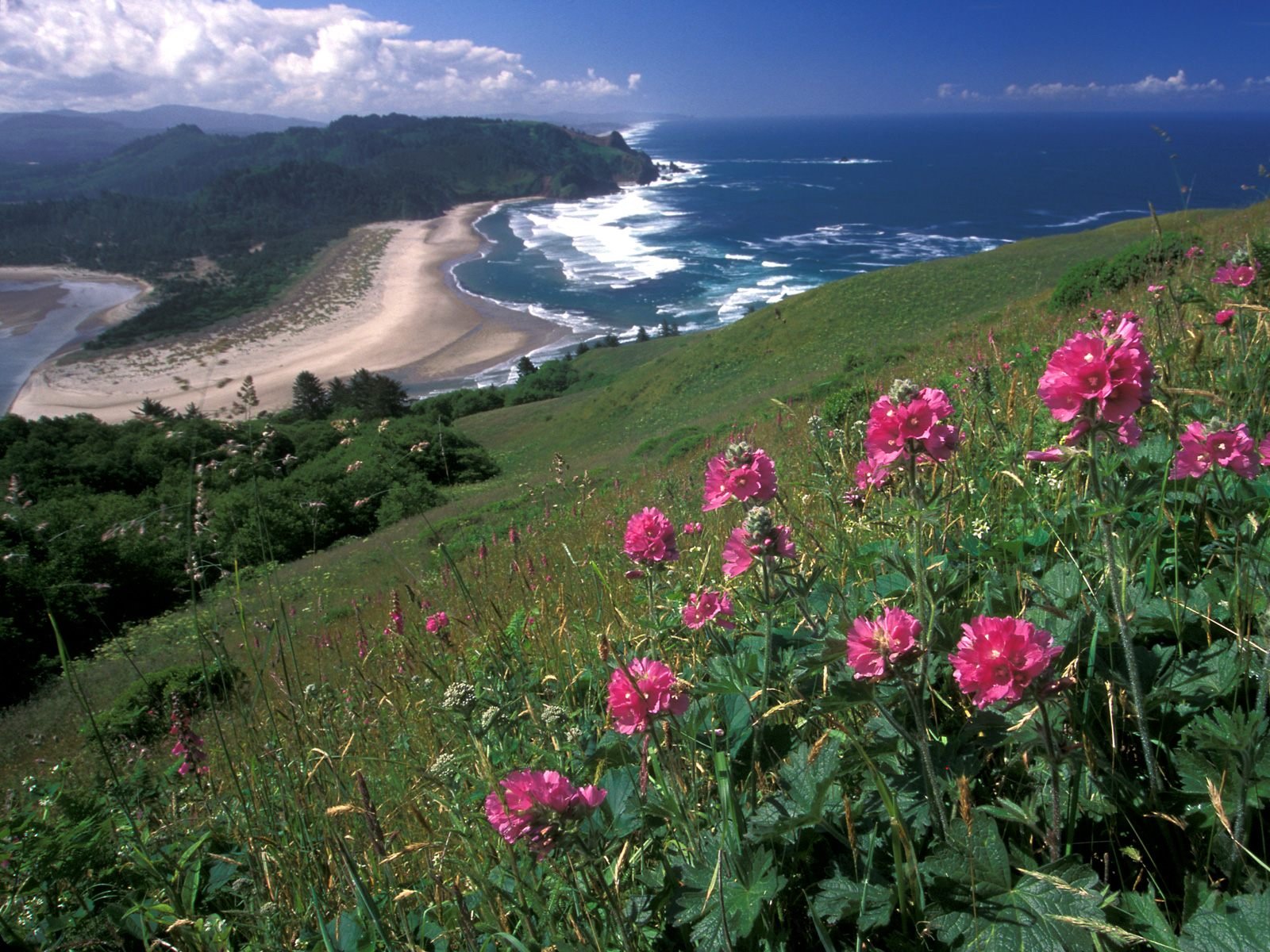 nature Wallpaper
