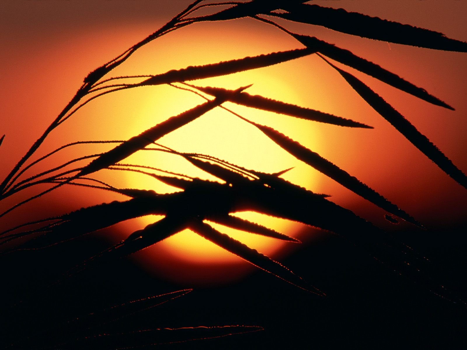 nature Wallpaper