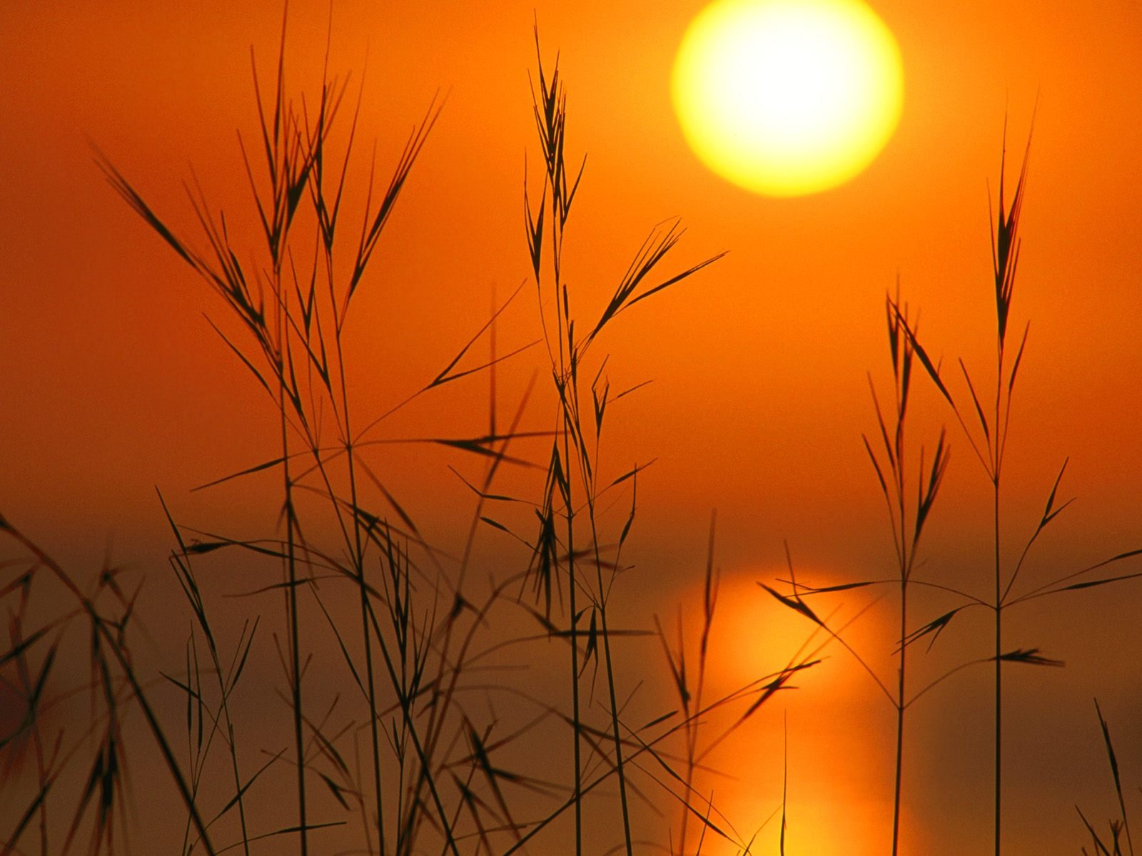 nature Wallpaper