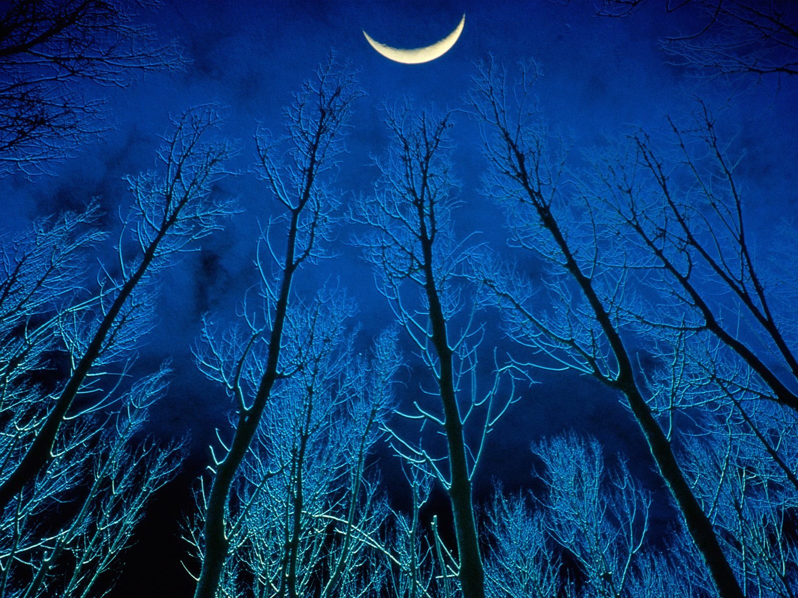 nature Wallpaper