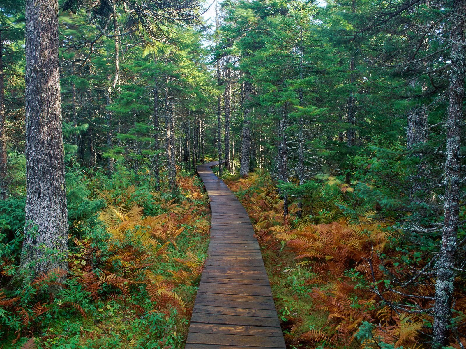 nature Wallpaper