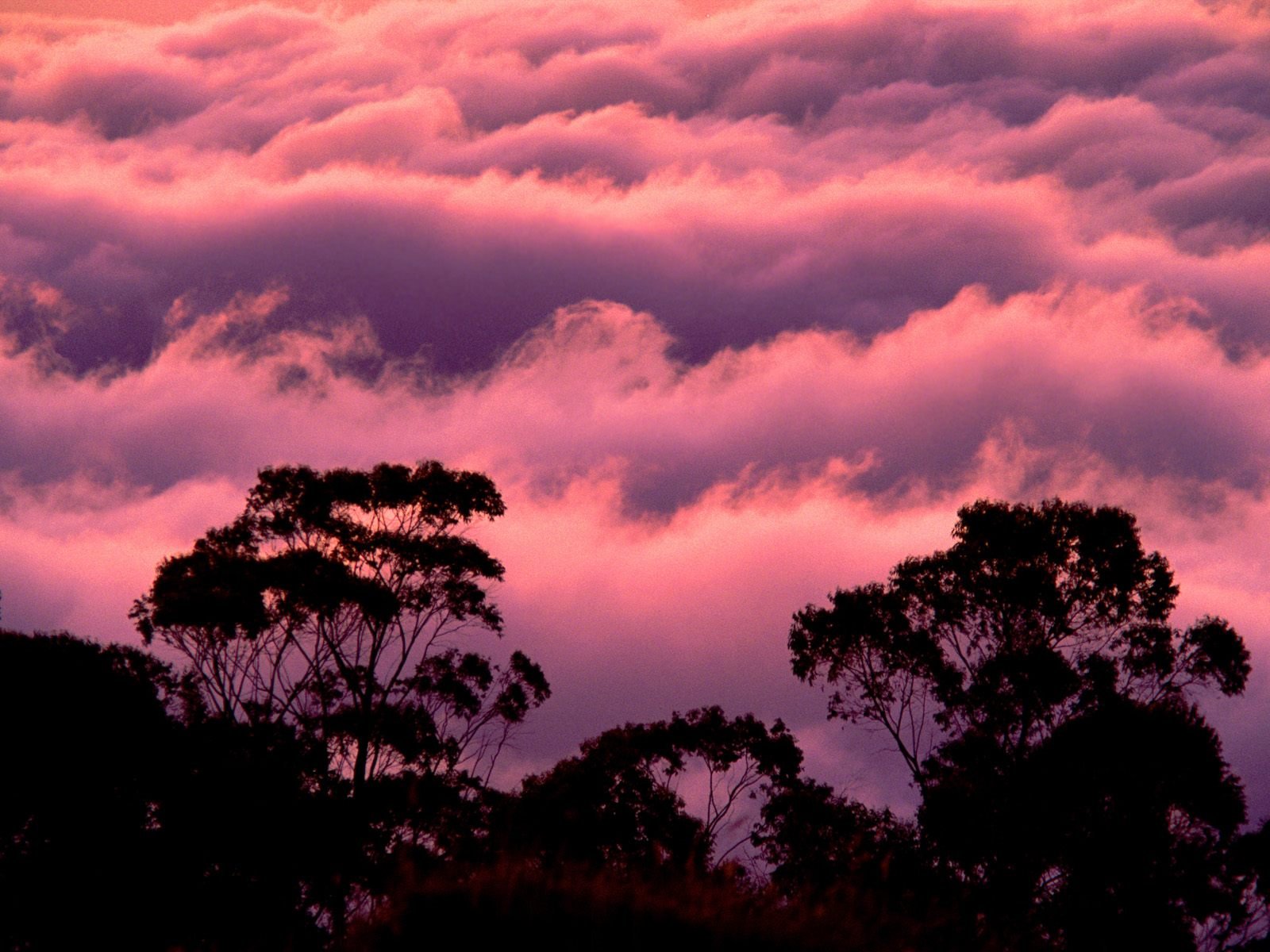 nature Wallpaper