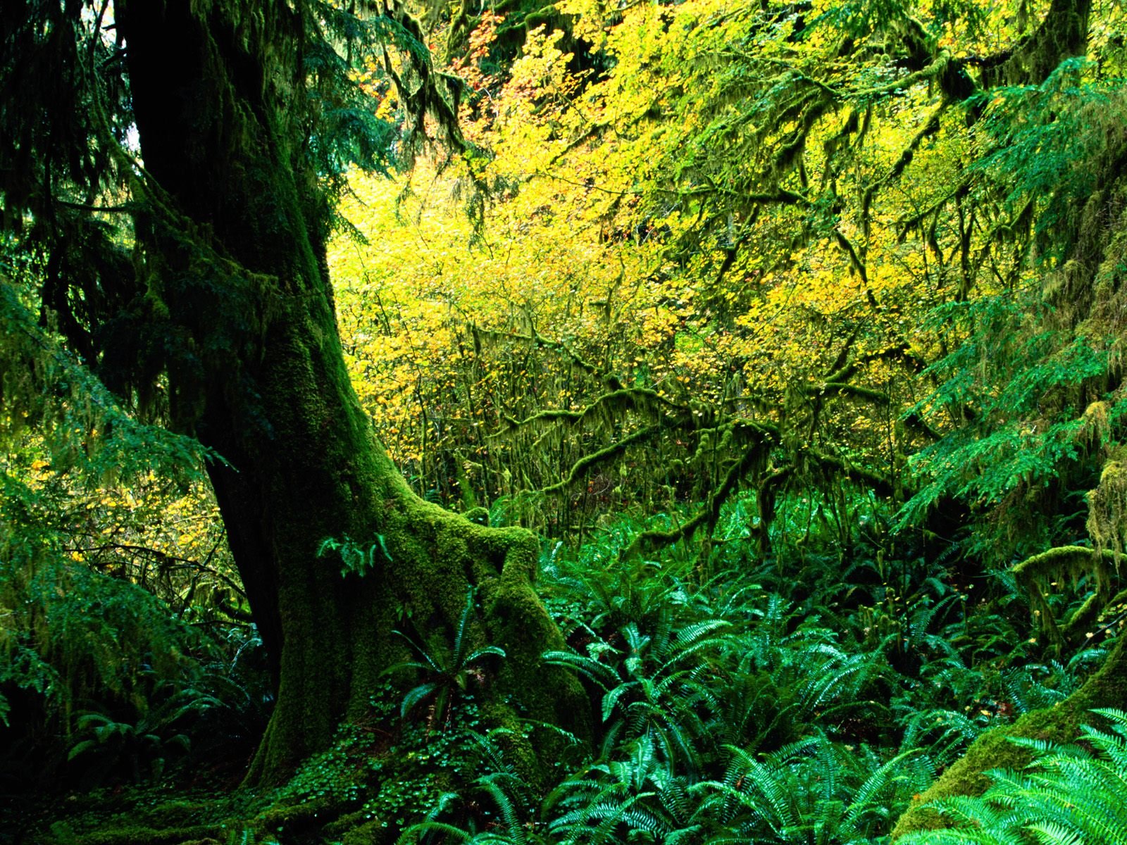 nature Wallpaper