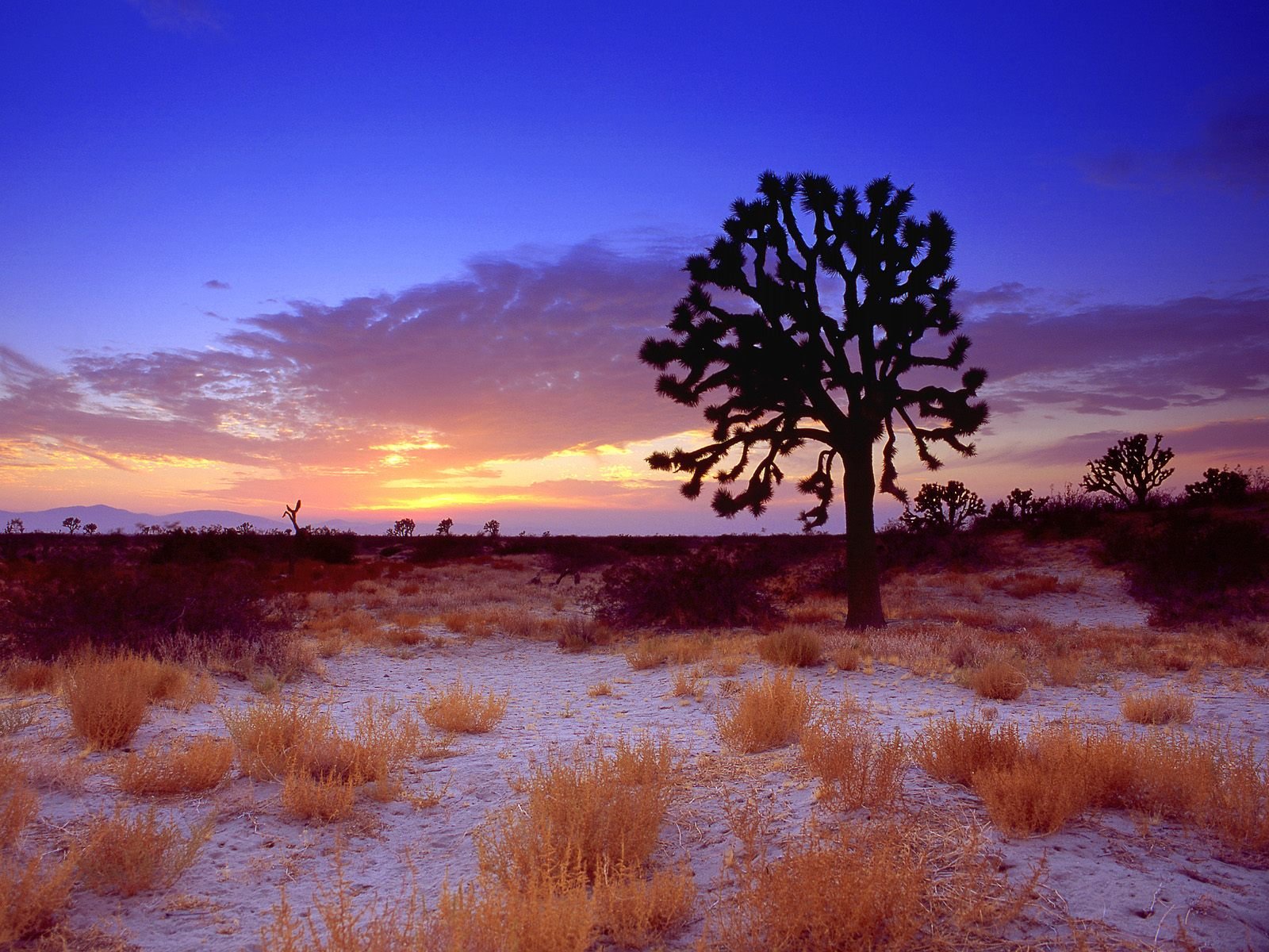 nature Wallpaper