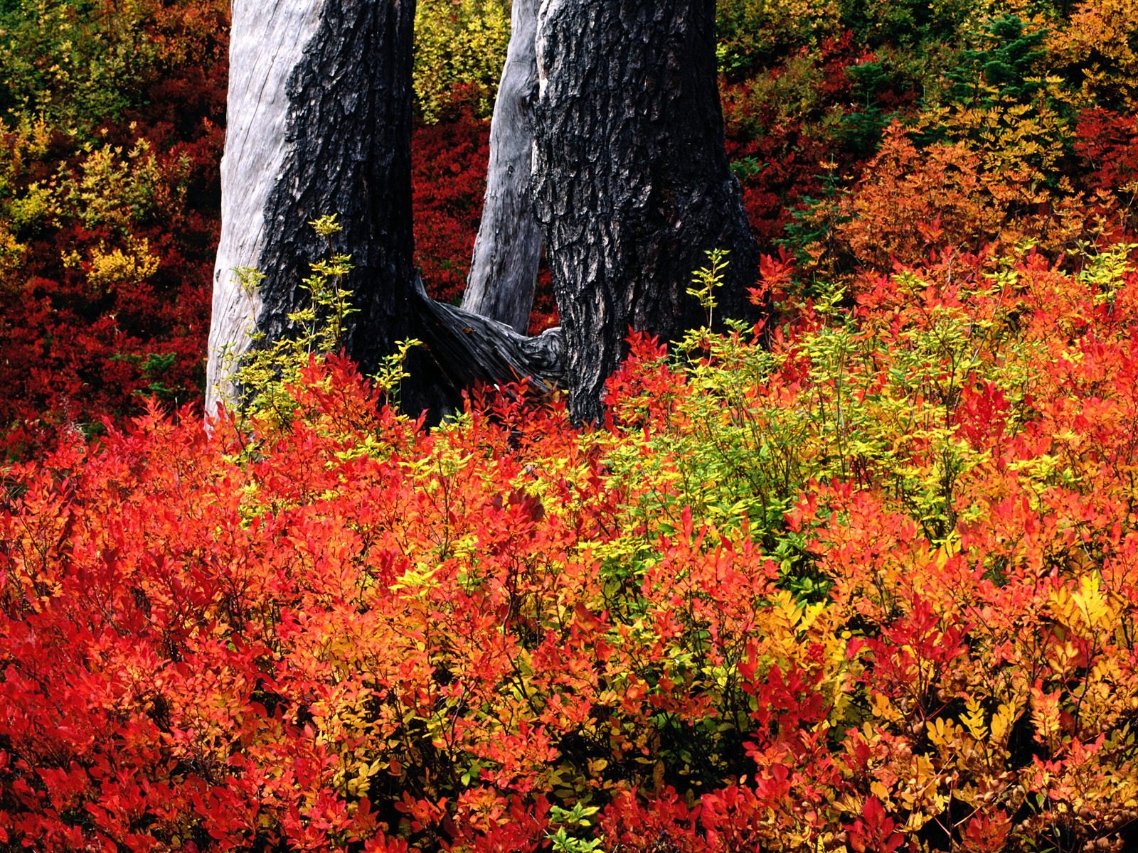 nature Wallpaper