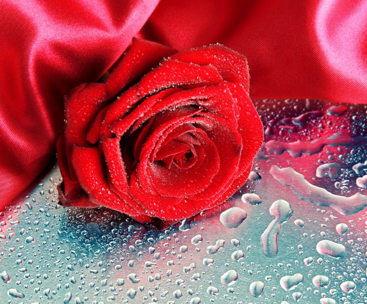 rose, Beauty, Beautiful, Rose HD Wallpaper Desktop Background