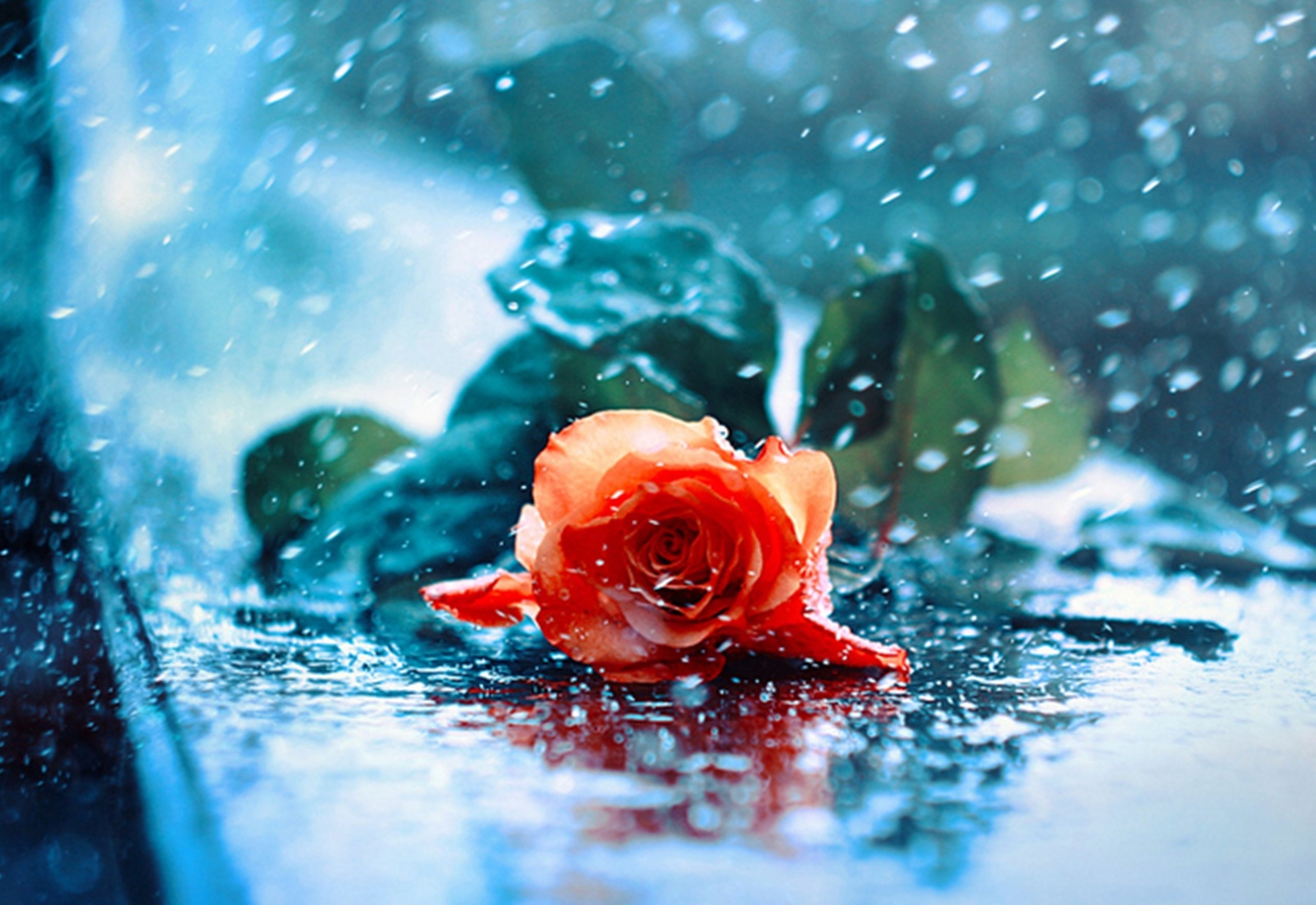 water, Drops, Red, Red, Rose, Wet, Rose, Rose, Beauty, Beautiful, Rose Wallpaper