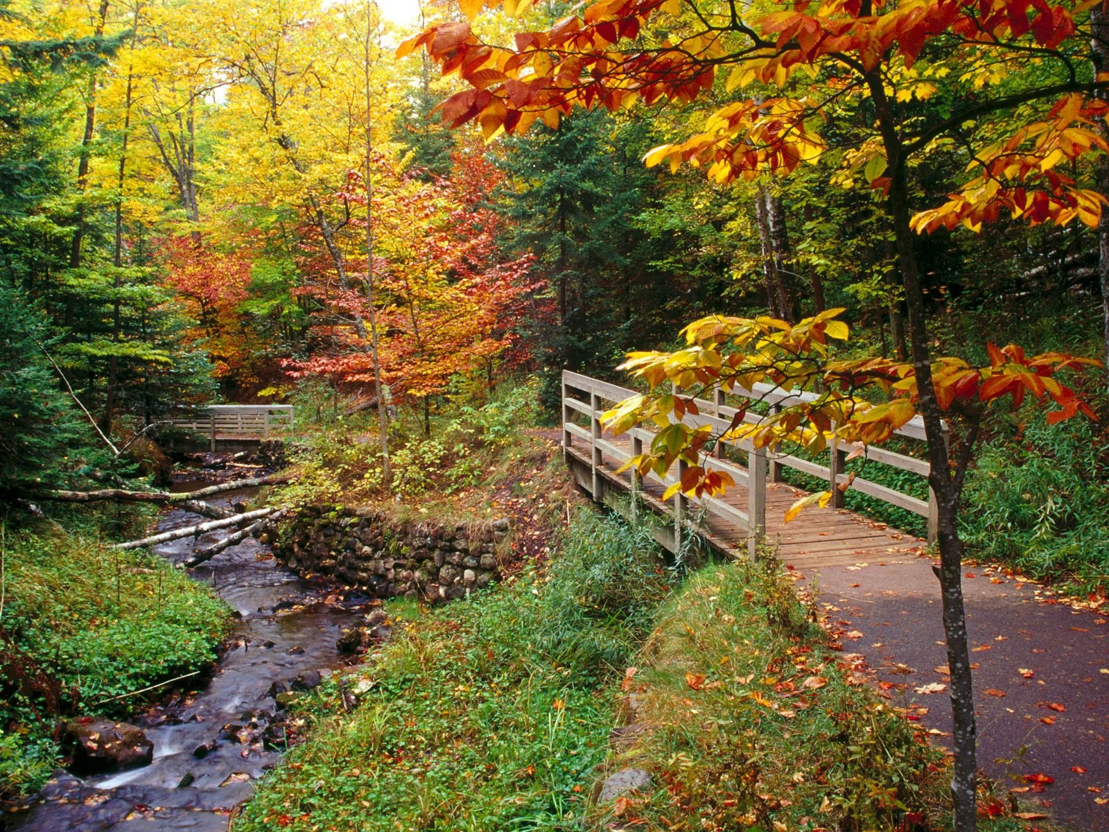 nature Wallpaper