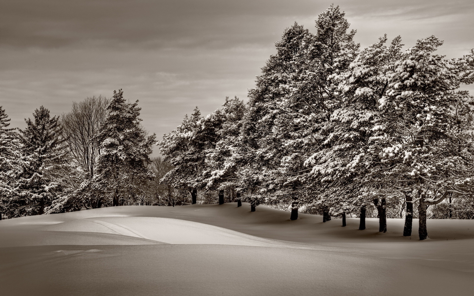 winter, Trees, Snow Wallpaper