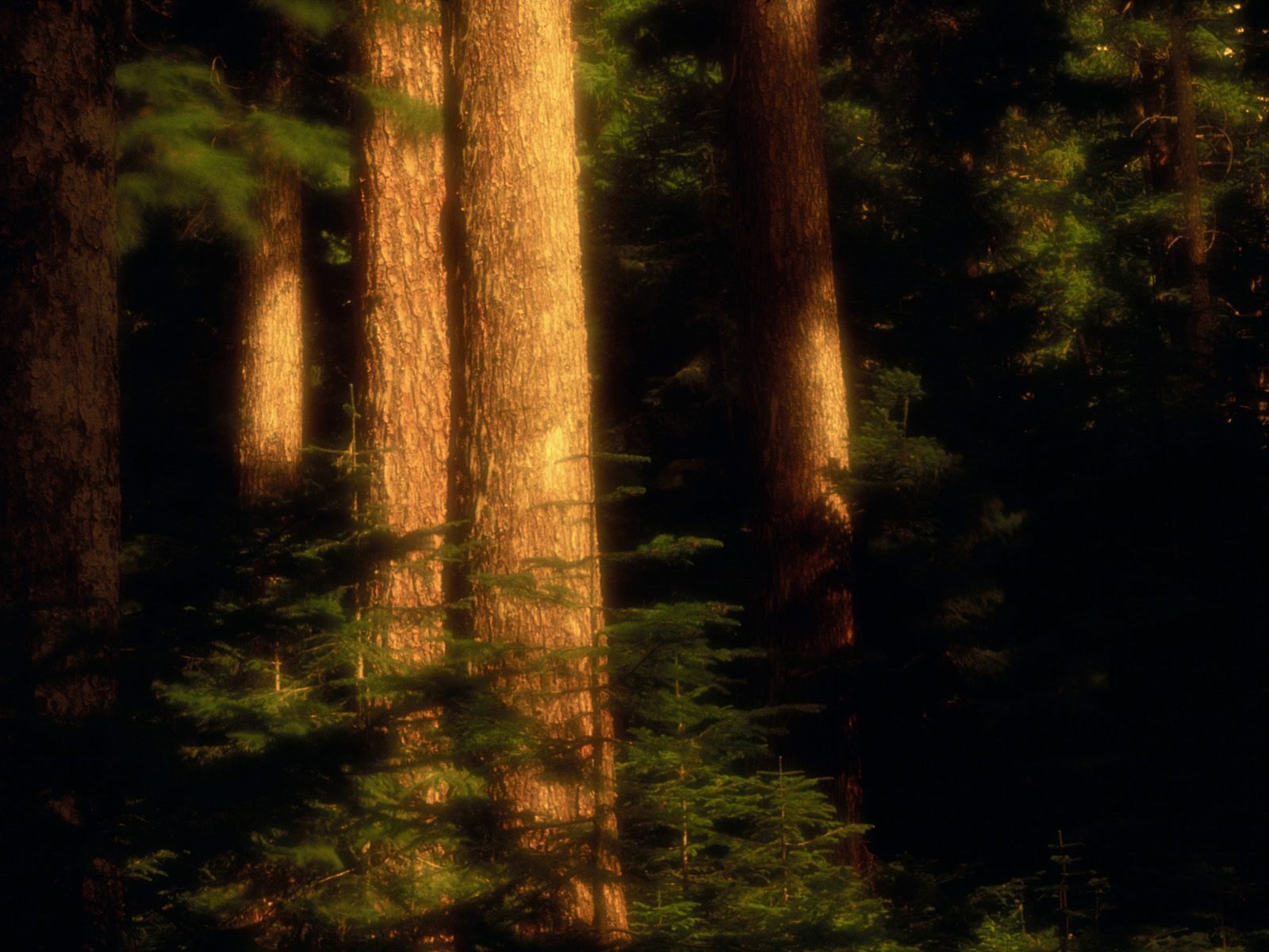 nature Wallpaper