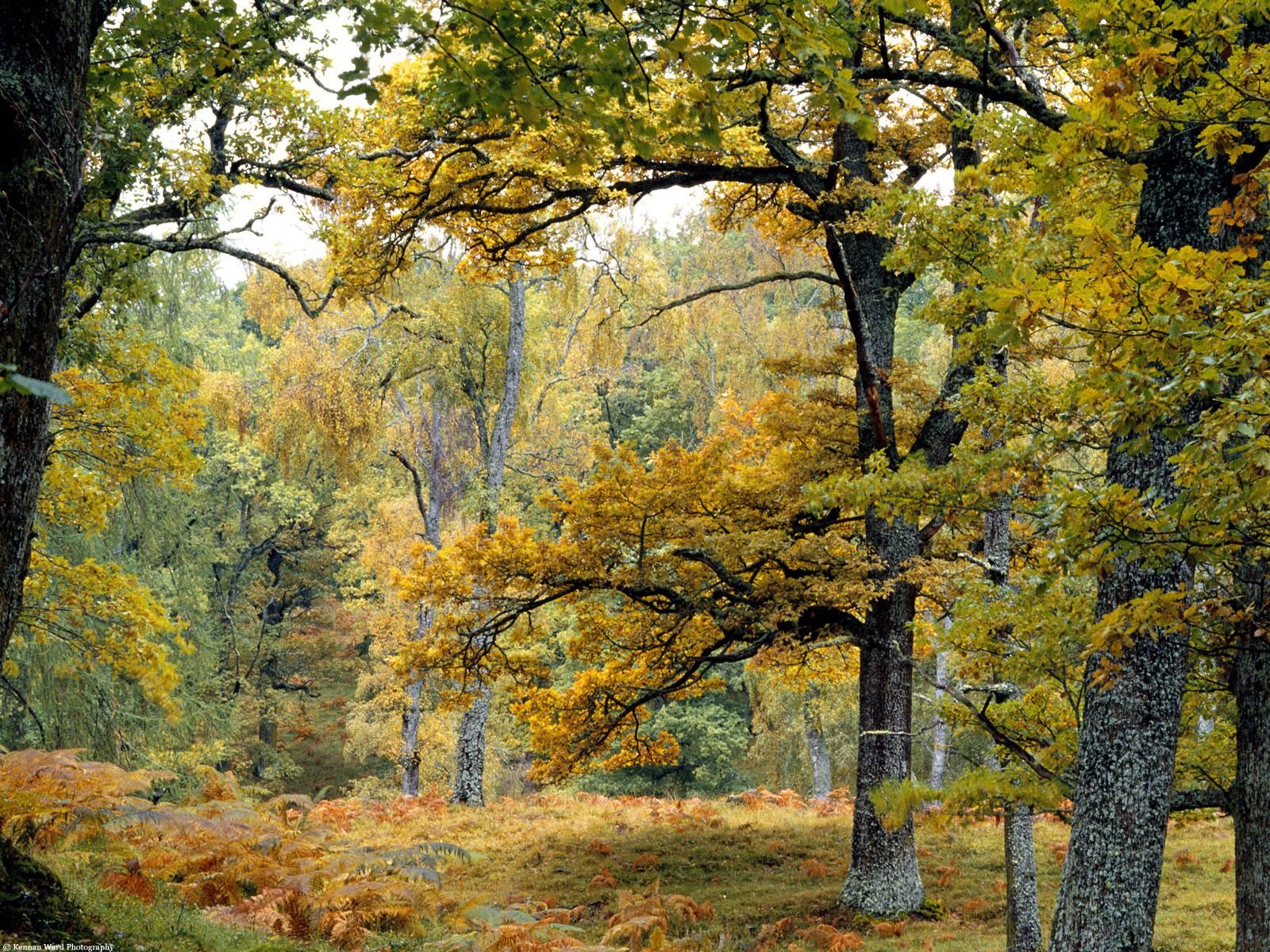 nature Wallpaper