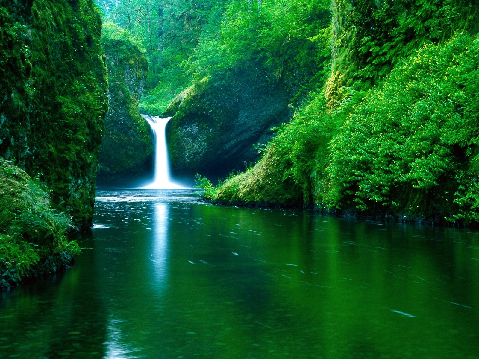 nature Wallpaper