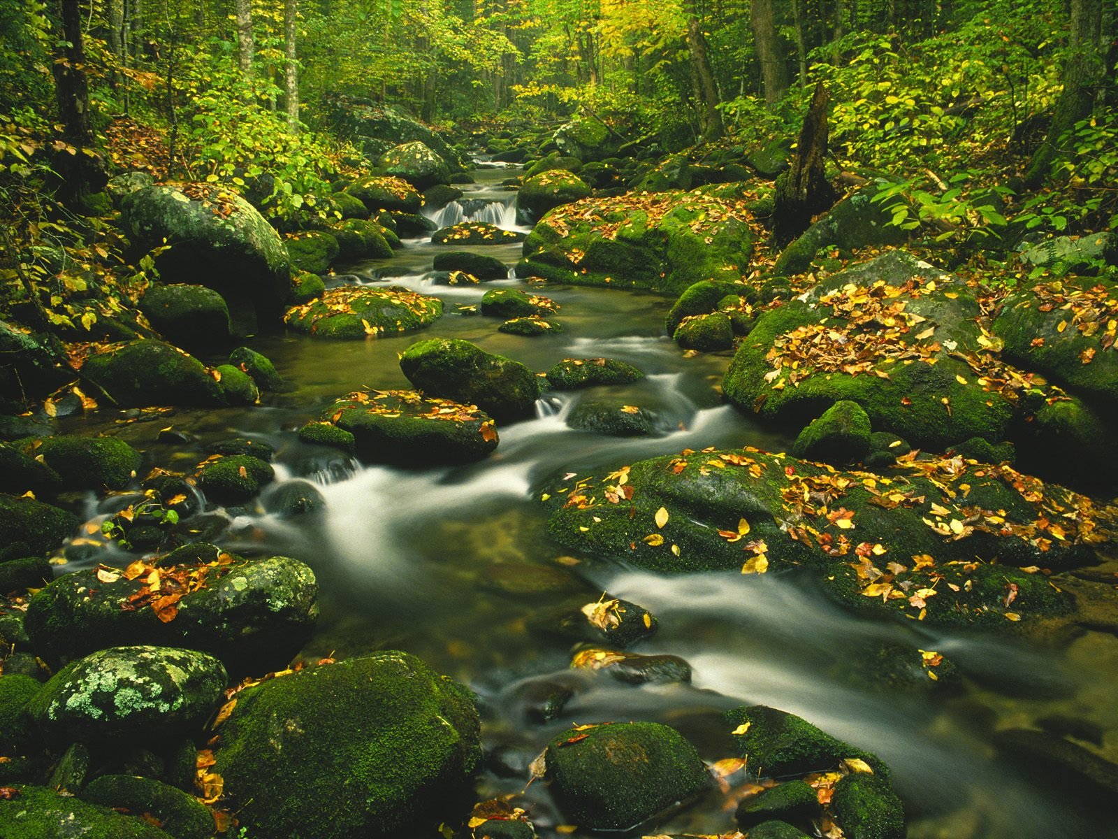 nature Wallpaper