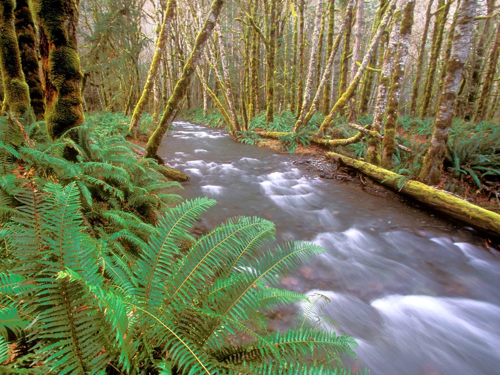 nature Wallpaper