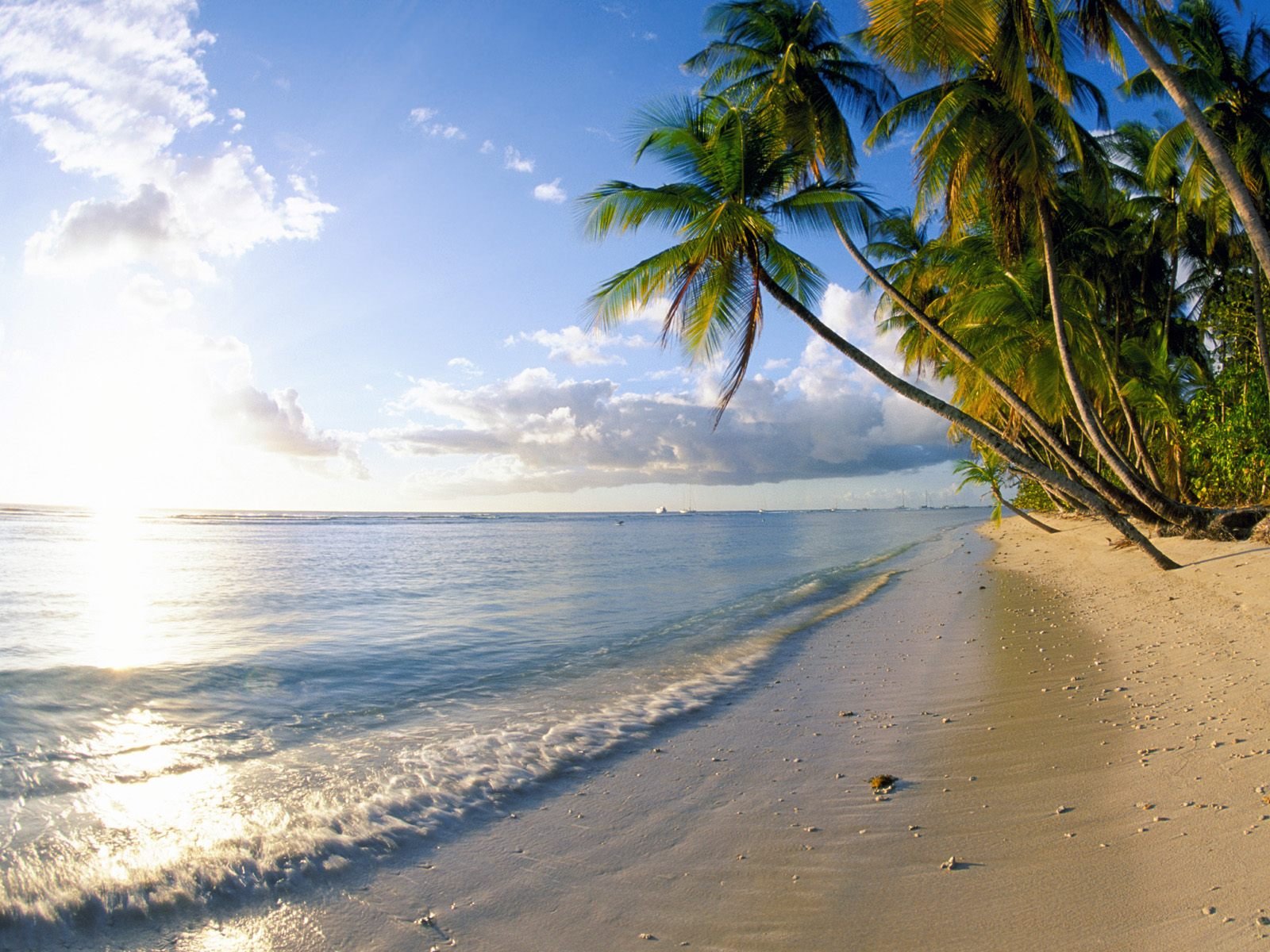 nature Wallpaper