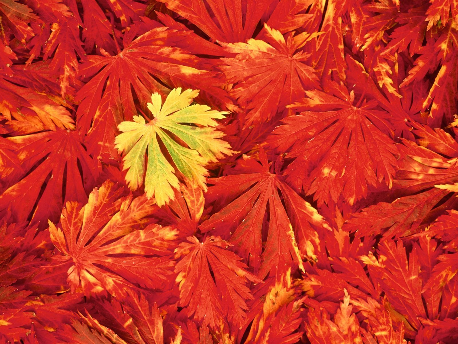 nature Wallpaper