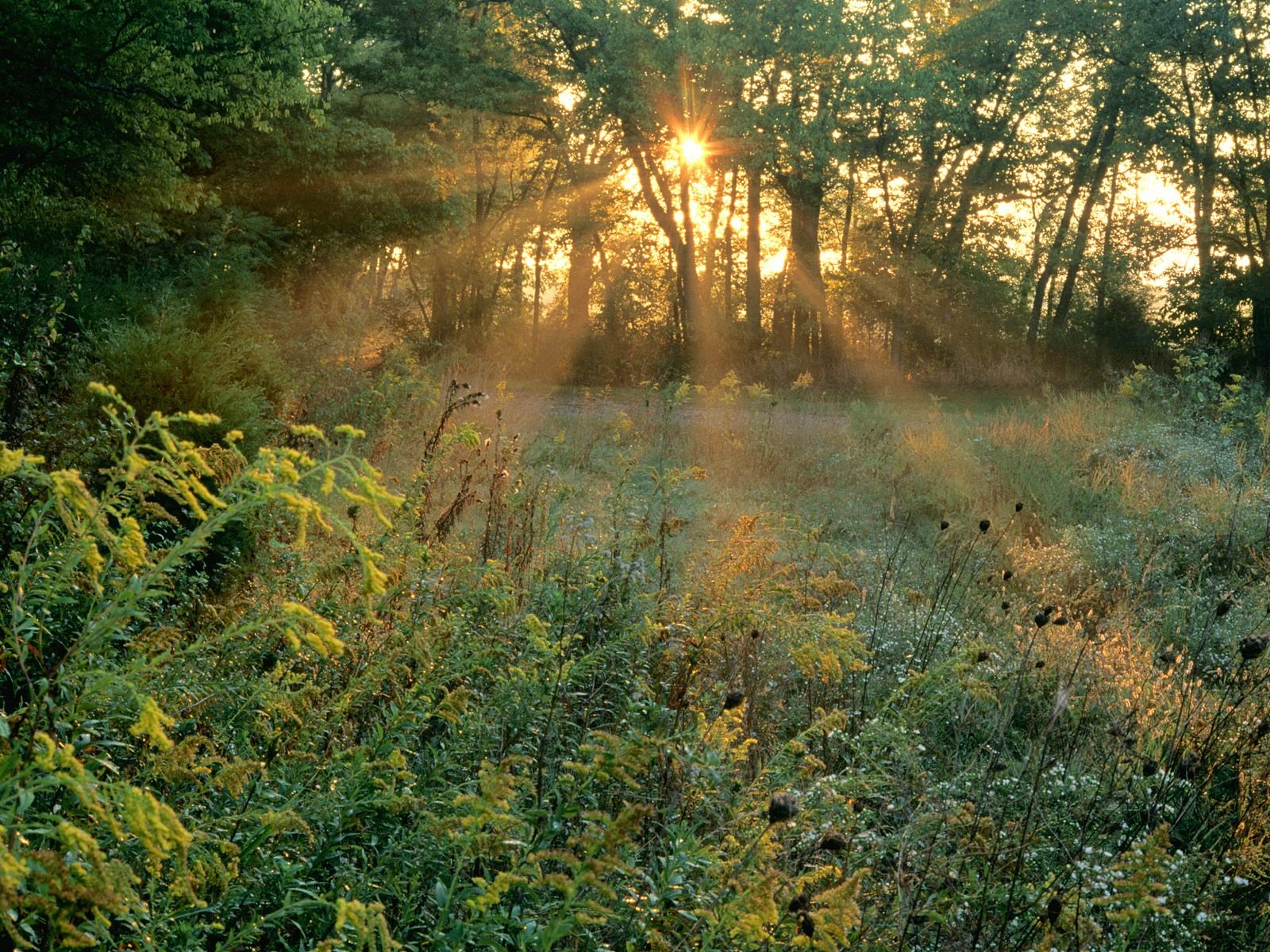 nature Wallpaper
