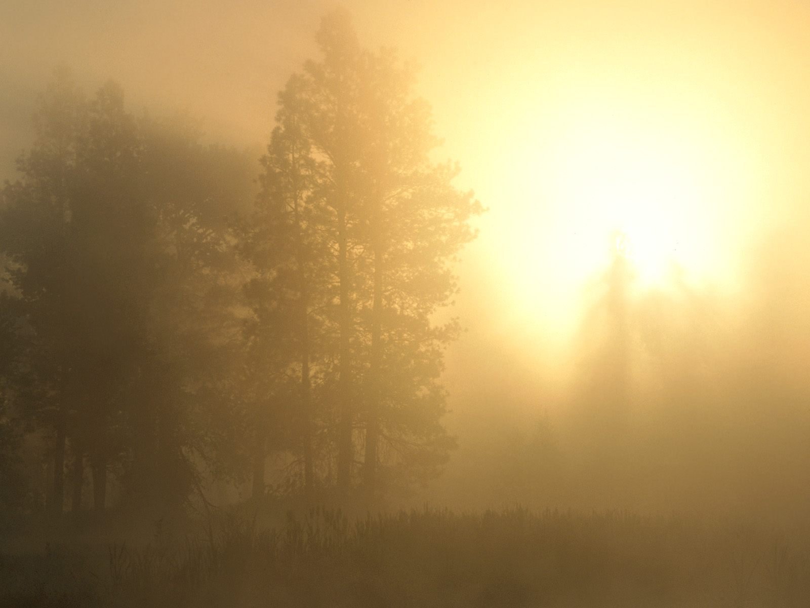nature Wallpaper