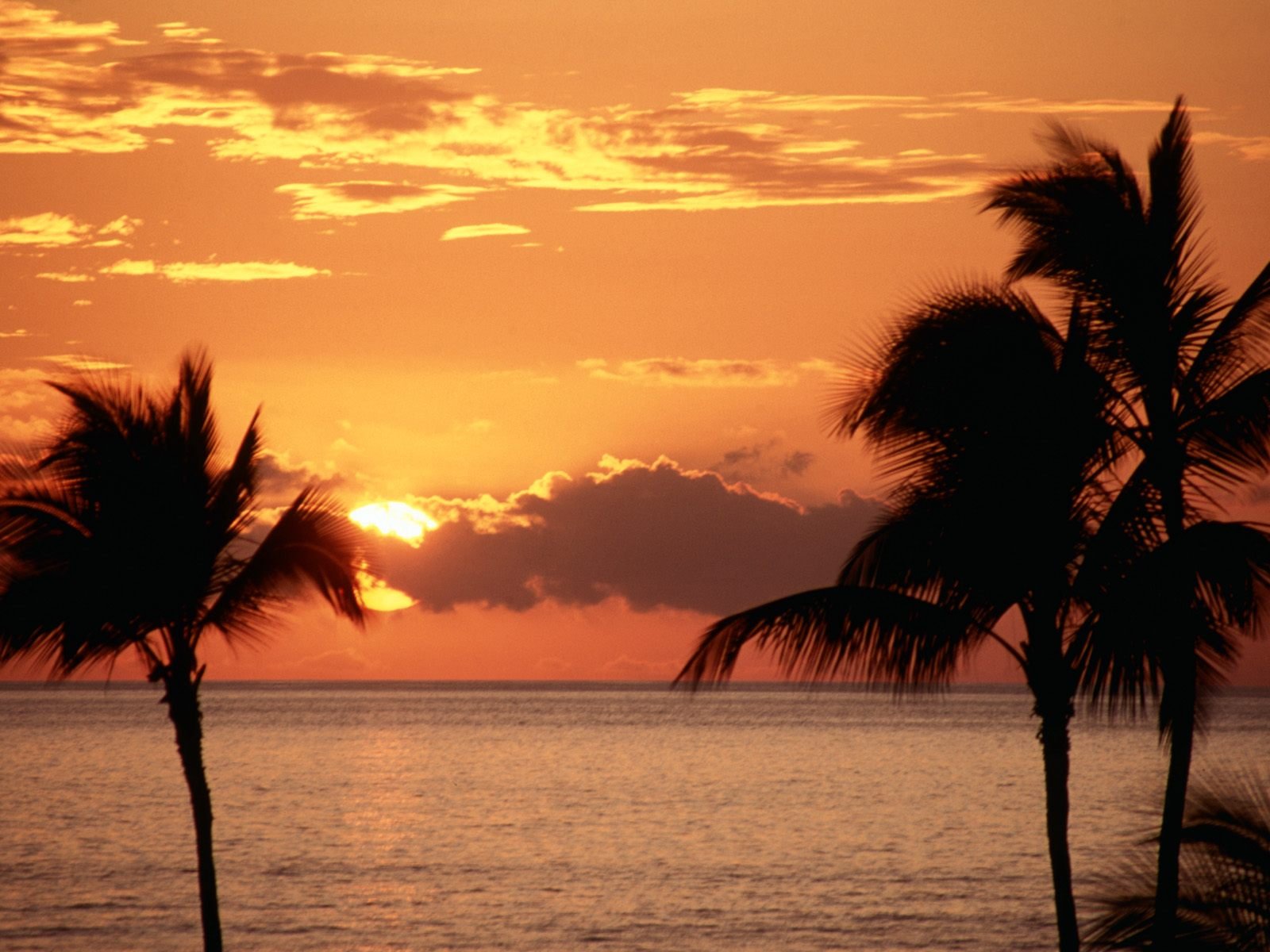 nature Wallpaper