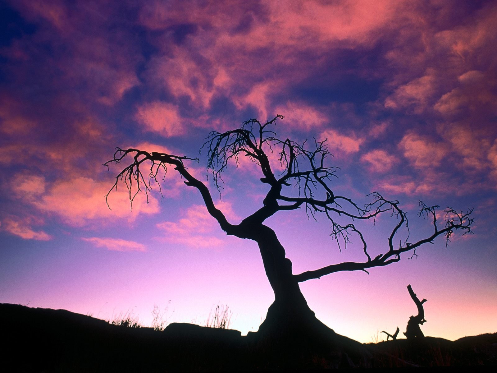 nature Wallpaper