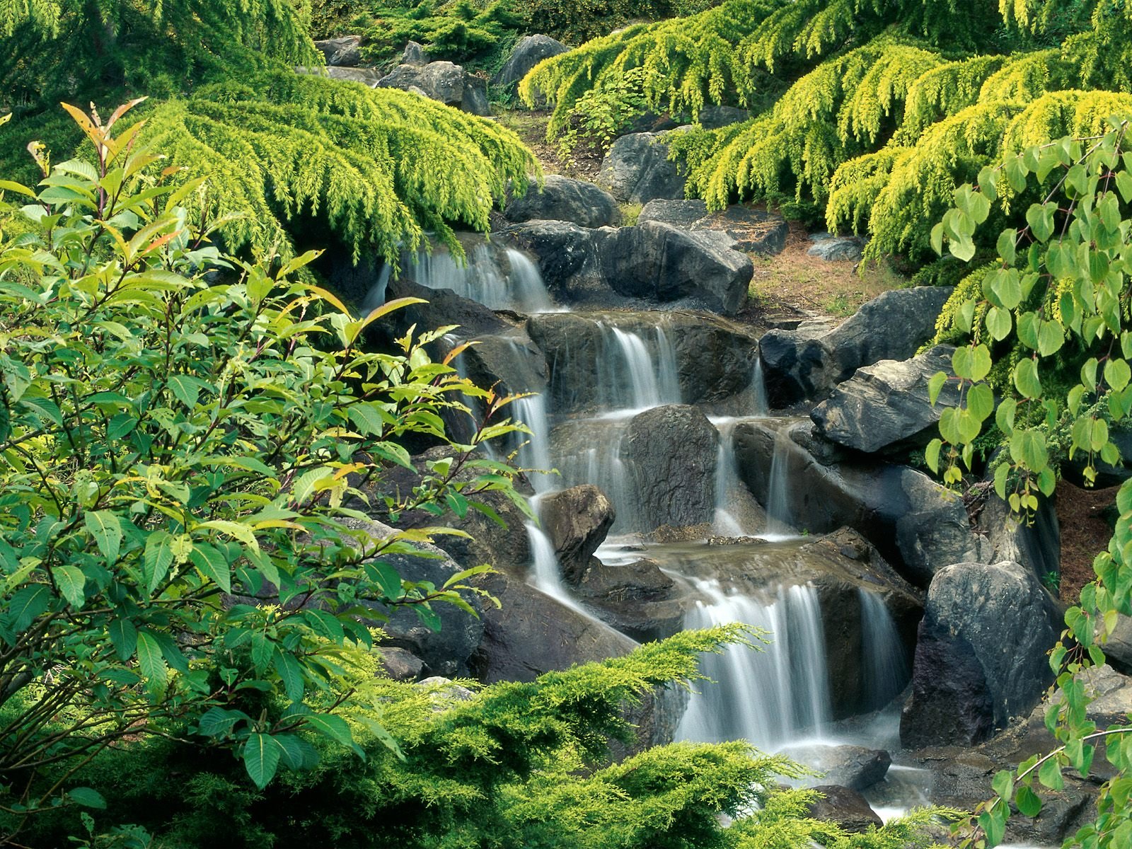 nature Wallpaper