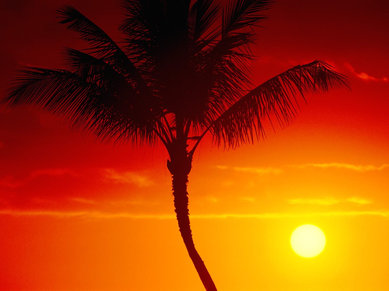 nature Wallpaper