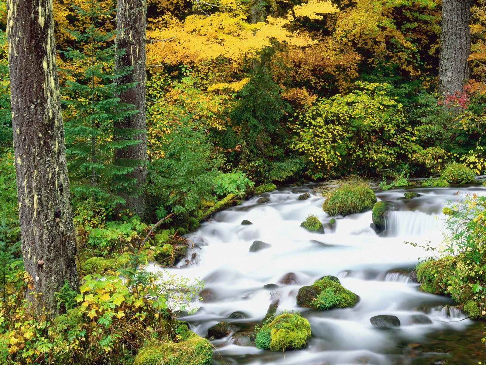 nature Wallpaper