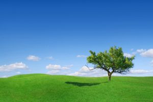 nature, Tree, Green, Blue, Sky, Filed