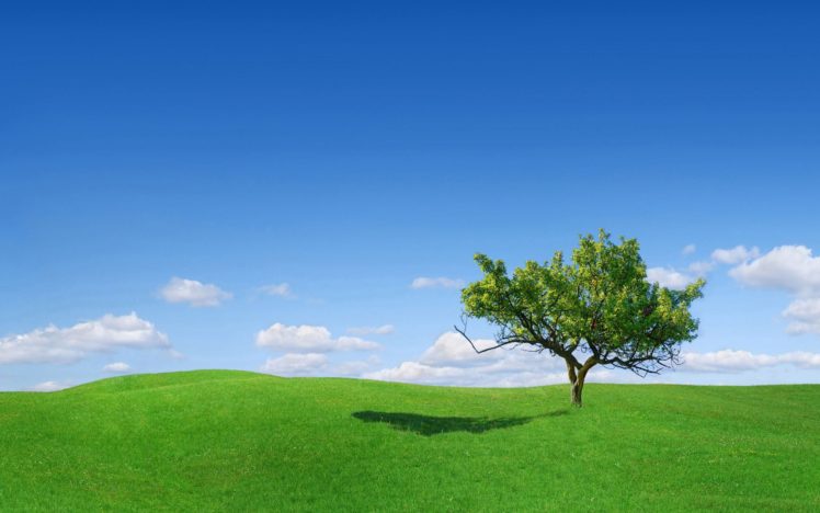 nature, Tree, Green, Blue, Sky, Filed HD Wallpaper Desktop Background