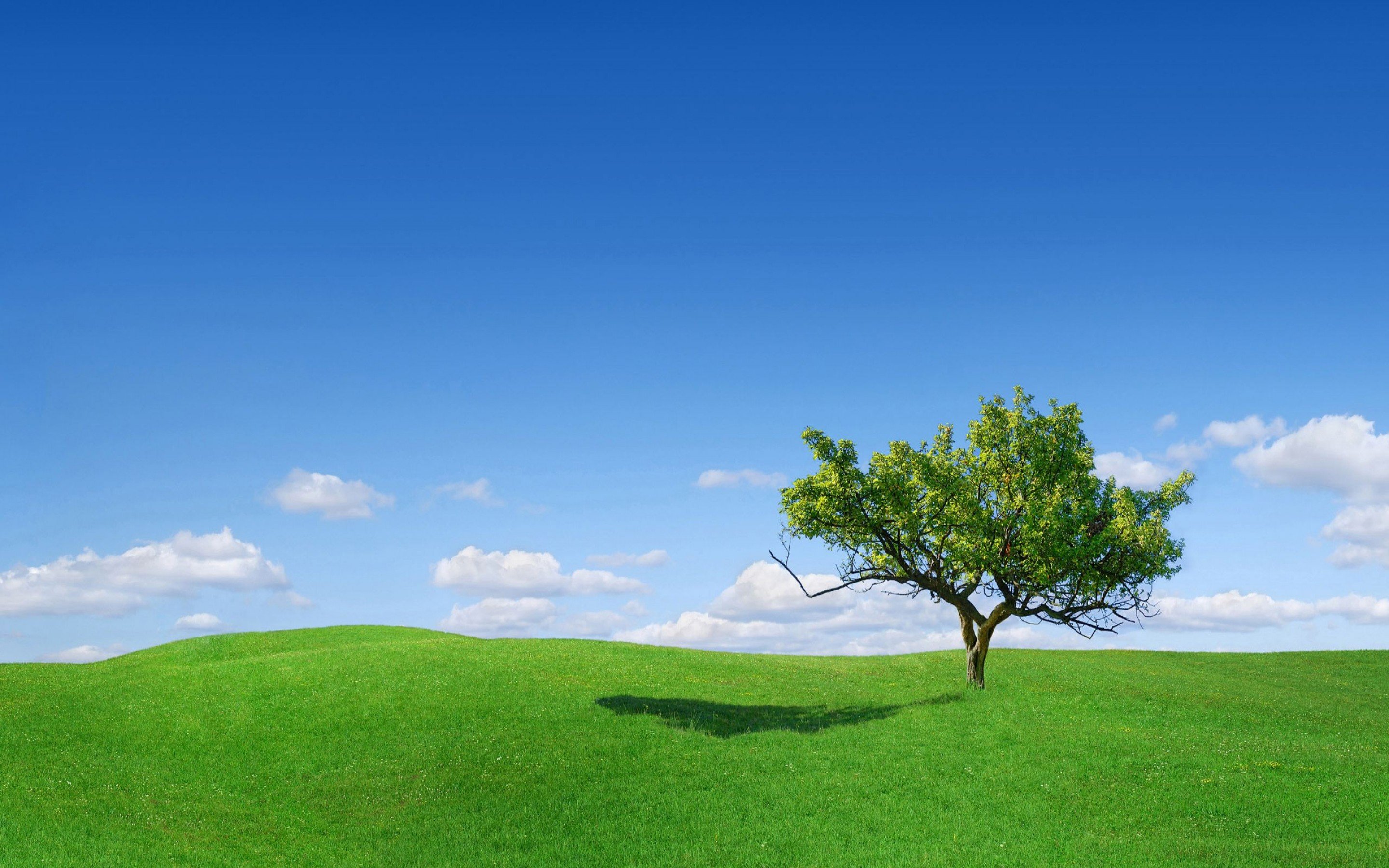 nature, Tree, Green, Blue, Sky, Filed Wallpapers HD / Desktop and Mobile  Backgrounds