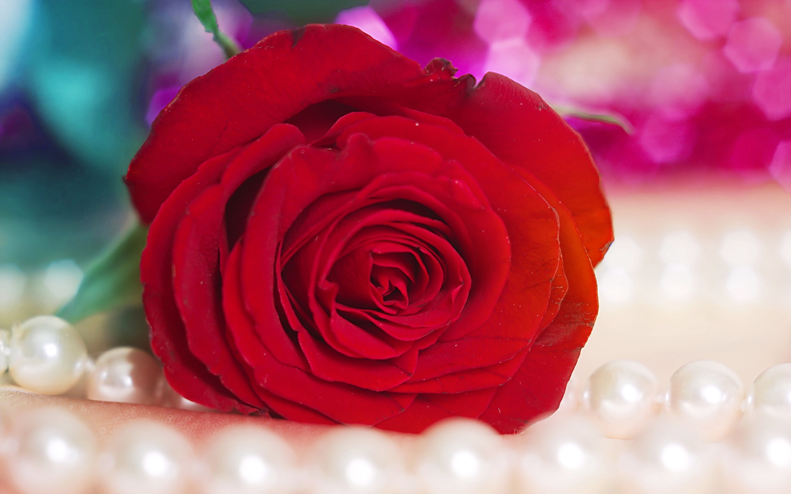 red, Rose Wallpaper