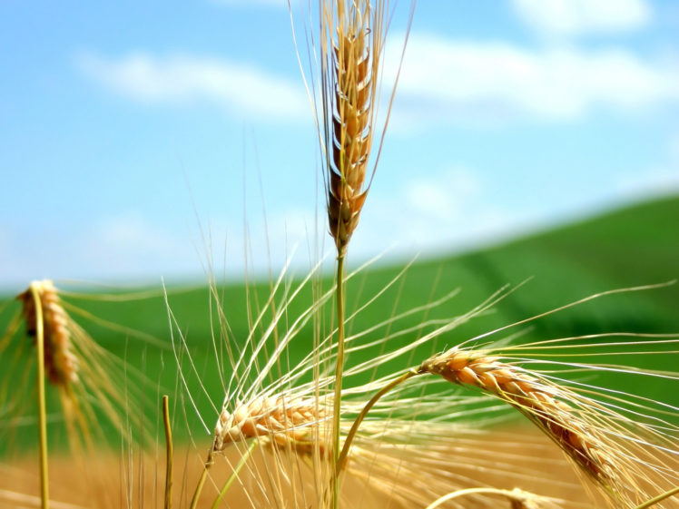 ripe, Wheat, Ears, And, Blue, Sky HD Wallpaper Desktop Background