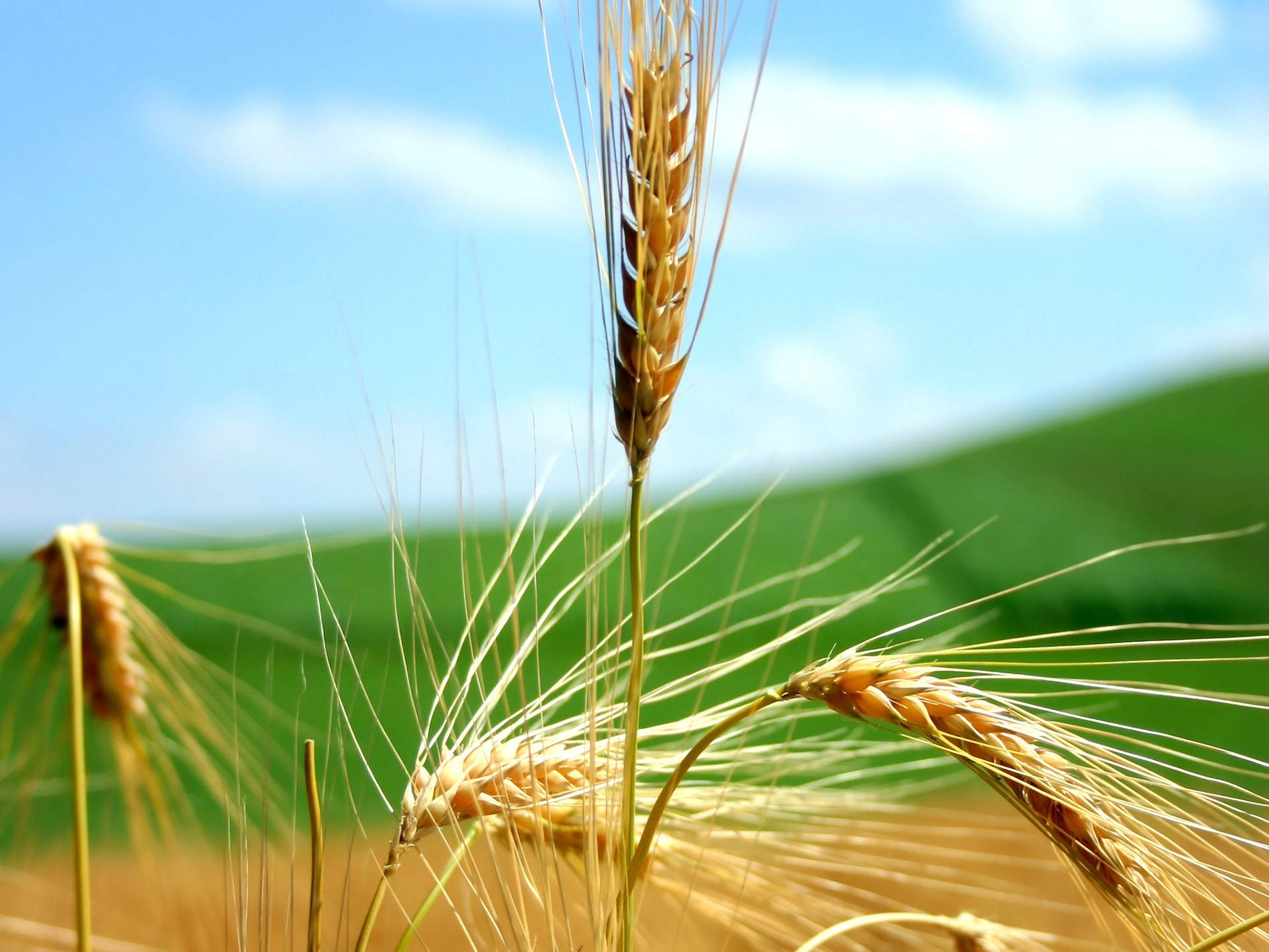 ripe, Wheat, Ears, And, Blue, Sky Wallpaper